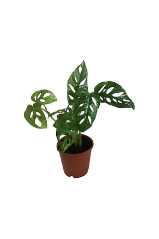 Sarmaşık Deve Tabanı Bitkisi - 30-35 Cm