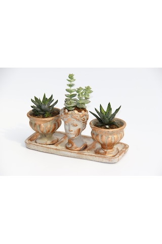 Trio Helen Orange Sukulent Seti - Haworthia Pumila. Crassula