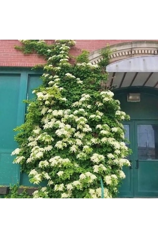 Soğuklara Dayanıklı Hydrangea Anomala Petiolaris Beyaz Kokulu Çiçekli Sarmaşık Ortanca Fidanı