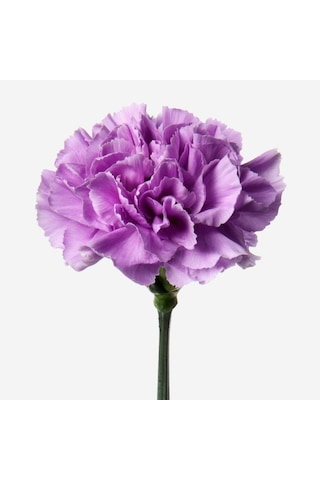 Chabaud Violet Katmerli Karanfil Çiçeği Tohumu 70 Adet