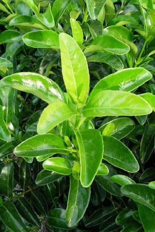 Kartopu Ağacı Fidanı Viburnum Lucidum