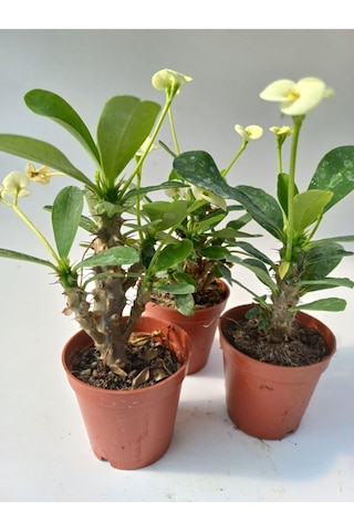 Euphorbia Milii Sarı Dikenler Tacı Çiçeği