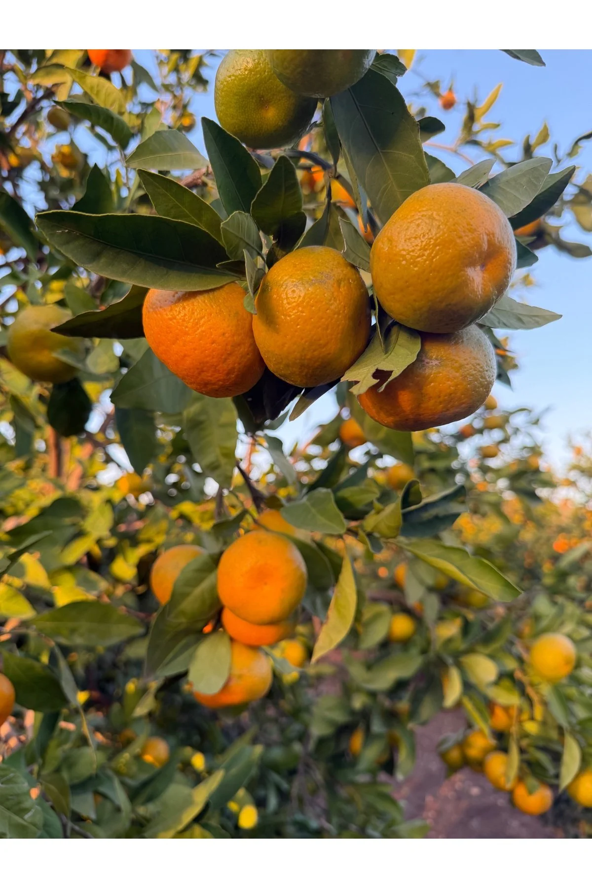 Mandalina 5kg Dalından Günlük Kesim