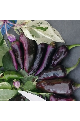 Nadir Ata Tohum Çok Acı Tiger Biber Tohumu 10 Tohum