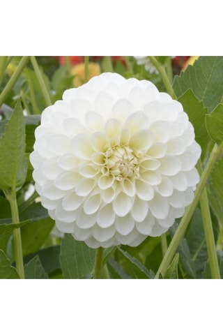 10 Adet Beyaz Renk Dahlia Çiçek Yıldız Çiçeği Tohumu + 10 Adet Hediye Karışık Renk Gül Tohumu