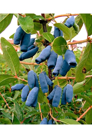 Arbutus Unedo - Balyemiş Fidanı Bahçeye Özel Meyveli Bitki 2 Yaş