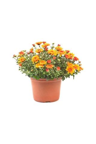 1 Adet Saksılı 15-25 Cm Krizentem Turuncu Renk Kasımpatı Çiçeği
