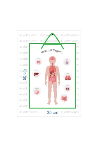 İngilizce İç Organlar Öğretici Poster