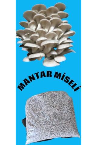 100 Gram İstiridye Mantar Tohumu
