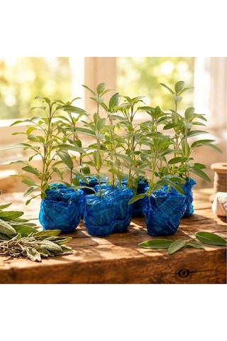 Anadolu Adaçayı Salvia Fruticosa 9'lu