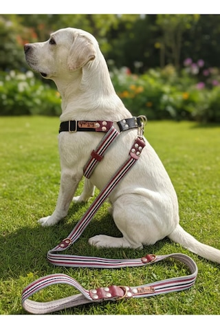 Köpek Göğüs Tasması Ayarlanabilir Ve Gezdirme Kayışı 2'li Set Büyük Irk Çok Renkli