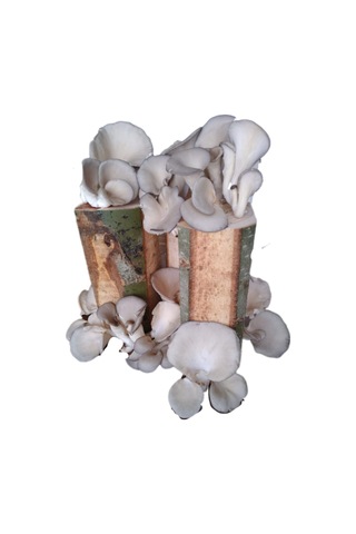 3 Adet Kütükte İstiridye Kavak Mantarı Yetiştirme Deneme Kiti 1 Adet