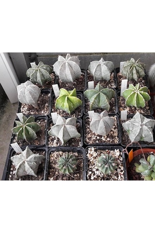 10 Adet Mix Astrophytum Kaktüs Tohumu