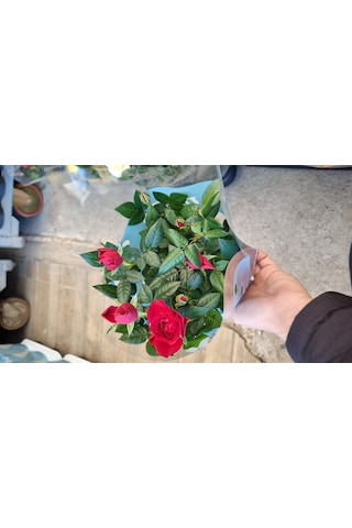 Rosa Gül Kırmızı