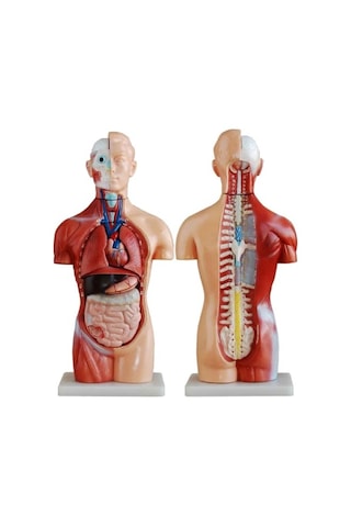 Ece İnsan Vücudu Modeli Torso 42cm 18 Parça Cinsiyetsiz Gerçekçi