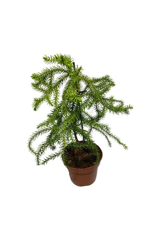 Arokarya Salon Çamı Saksı Hariç 15-25 Cm