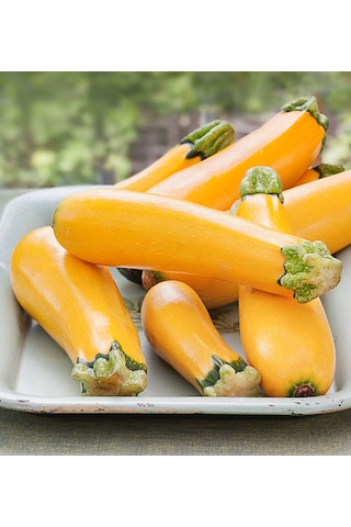 10+ Geleneksel Zucchini Sarı Kabak Tohumu