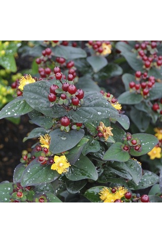 Siyah Kantaron Çalısı - Hypericum Inodorum Magical Black