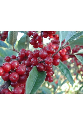 Güz Zeytini Eleagnus Umbellata Fidanı 150 -180 Cm Boyunda Meyve