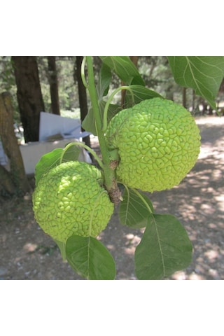 Tüplü Ender Tür Yalancı Portakal Ağacı maclura Pomifera Fidanı