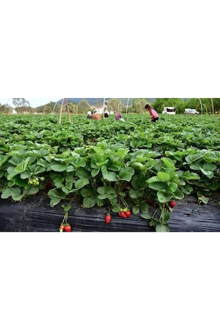 Tarladan Taze Çilek 500gr Serasız