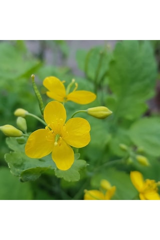 Tüplü (Chelidonium Majus) Kırlangıç Otu Fidanı Tüplü (Chelidonium Majus) Kırlangıç Otu Fidanı