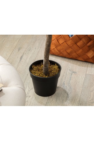 Madame Coco Fleurir Saksılı Bitki 1kcıck1742 120cm-std