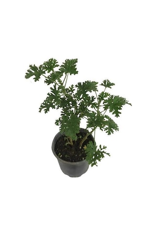Saksılı Itır Çiçeği Mis Kokulu Gül Damlası Çiçeği 35-40 Cm