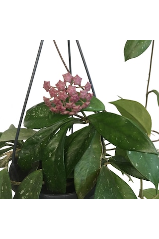 Askılı Saksıda Hoya Minibella Mum Çiçeği