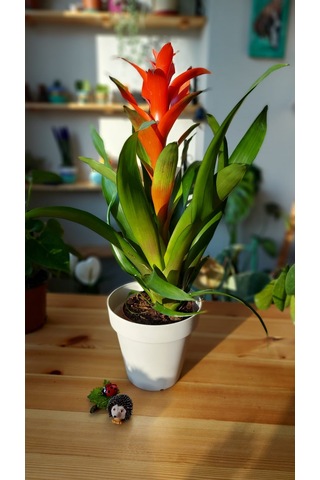 Guzmania Lingulata - Scarlet Star 303