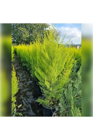 Limon Servi Cupressus Macrocarpa Goldcrest 100 Cm