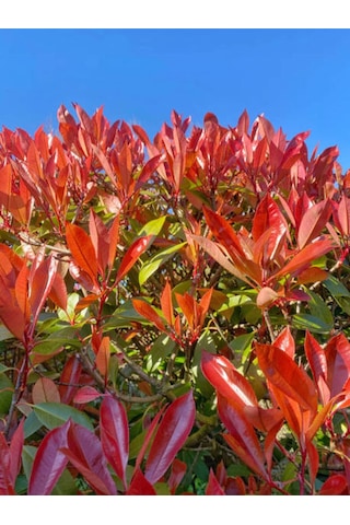 Çok Avantajlı Alev Çalısı Kırmızı Yaprak 30 50cm 1 Adet Photinia Serratifolia