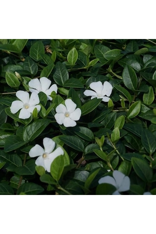 Herdem Yeşil Coloda Vinca Minor Çiçeği Fidesi 1 Fide