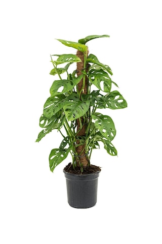 Delikli Devetabanı (Monstera Adansonii Monkey Mask) Sopalı 2 Adet