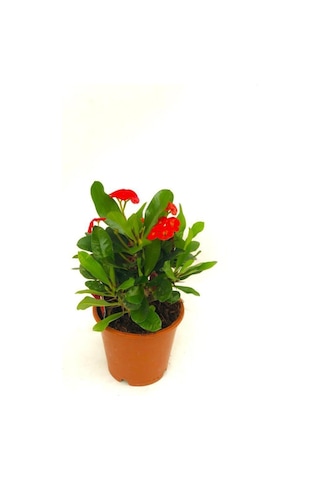Videolu Kırmızı Milli Dikenler Tacı 1 Adet Saksılı 15-30 Cm Kaktüs Iç Mekan Bitkisi Euphorbia