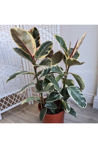 Kauçuk – Ficus Elastica& Ficus Elastica Tineke 2'li Set