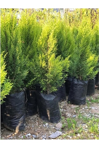 Limoni Servi Limon Çamı Cupressus Macrocarpa 30-50 Cm
