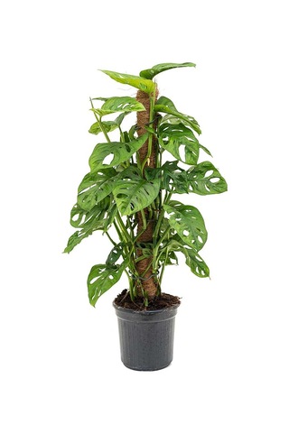 Delikli Devetabanı (Monstera Adansonii Monkey Mask) Sopalı 2 Adet
