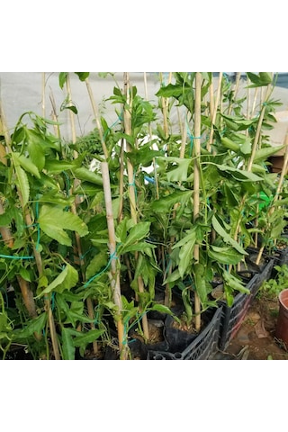 Sarı Pasiflora Edulis PANAMA GOLD (Meyve Verir Yaşta), +70cm