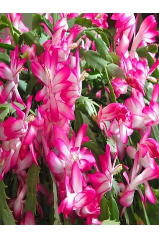 4 Adet Pembe Yılbaşı Çiçeği Bitkisi 15-30cm Saksılı Poinsettia