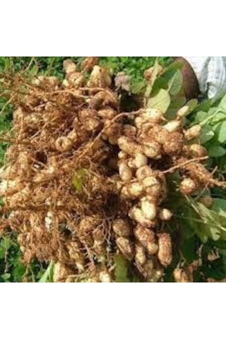 100 Adet Tohum Organik Bahçe Osmaniye Yer Fıstığı Tohumu Kaliteli
