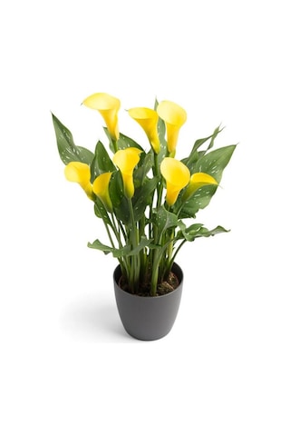 Gala Gelin Çiçeği Calla Lily Sarı 10-20 Cm