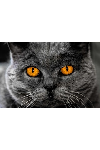 British Shorthair Kedi Kanvas Tablo