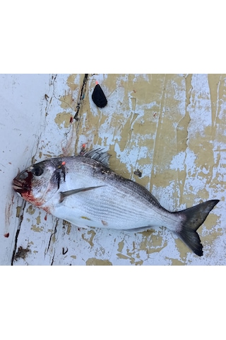 Midye Kurşunlu Yılan Dili Takımı 40 Gr