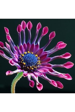 Bodrum Papatyası Tohumu