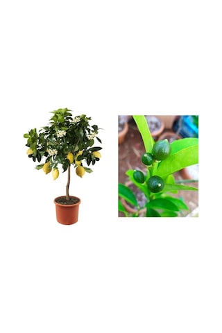 Limon Fidanı Yediveren Mayerlimon Ağacı Fidanı Saksılı 3 Yaş Evde Bakılabilir Bodur Çiçek Hediyeli