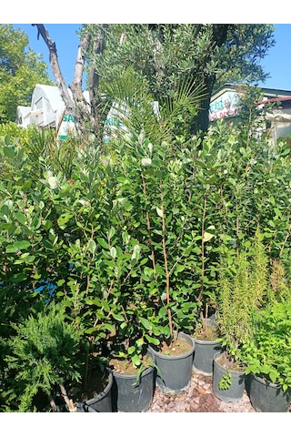 Yeşil Deniz Fidancılık Tüplü Kaymak Ağacı Fidanı 50-100 Cm