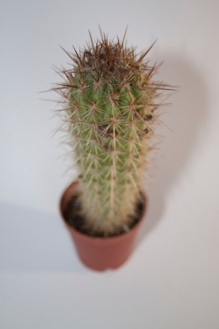 Pilosocereus Gounellei Sütun Kaktüs Tekli 5,5 Cm Saksıda