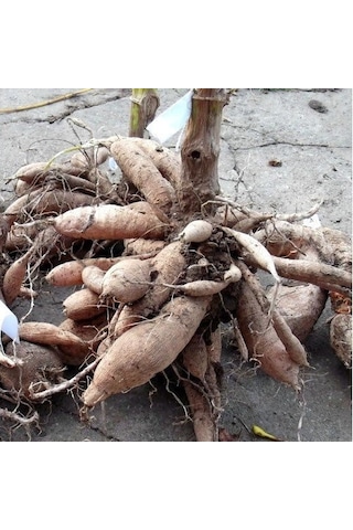 Big Jil Dahlia Yıldız Çiçeği Soğanı Yumrusu 1 Adet