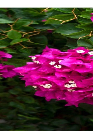 Fuşya Begonvil Çiçeği Fidanı 30-45 Cm Saksılı Çiçekli Bodur Bitkiler Bougainvillea